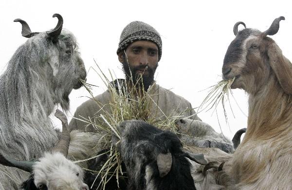 An Indian goat herder feeds his livestock days before the annual sacrifice.