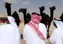 Emirates camel beauty contest