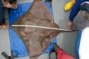 Why the discovery of rare skate eggs has conservationists all in a flap