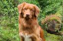 Milo, a two-year-old Scotia Duck Tolling Retriever