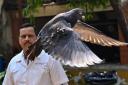 The pigeon has been released (Anshuman Poyrekar/Hindustan Times/AP)