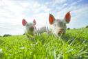 Quality Meat Scotland (QMS) is driving efforts to safeguard Scotland's pig industry against the threat of African Swine Fever (ASF).