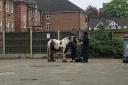 The horse had reportedly been running loose through Sale