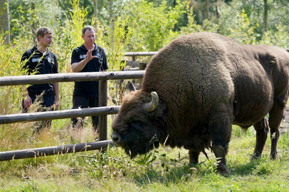 Bison set for launch into British woodland to assist nature and local weather crises