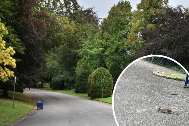 Rodent issue in Lister Park causes concern among visitors