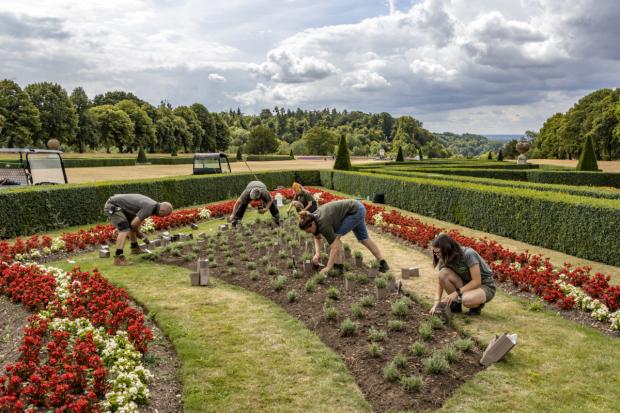 National Trust gardeners planted thousands of lavenders in Cliveden to better adapt the heritage site for future temperatures (PA Media)