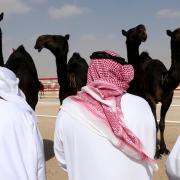 Emirates camel beauty contest