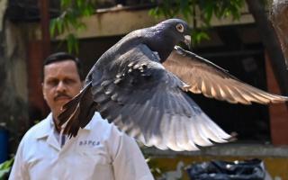 The pigeon has been released (Anshuman Poyrekar/Hindustan Times/AP)